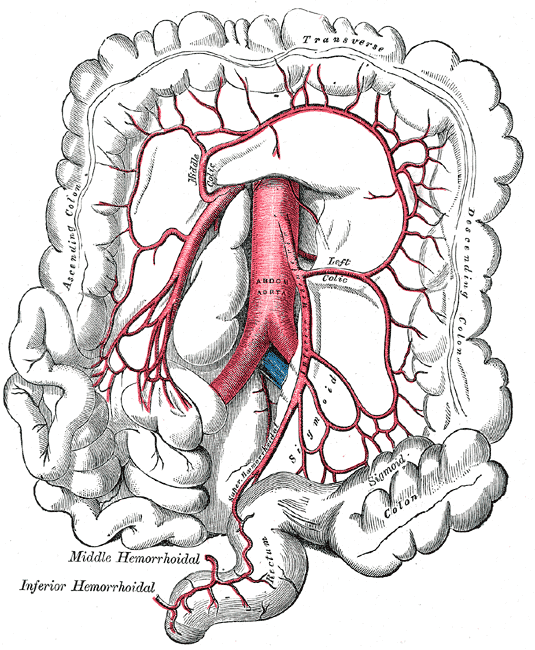 Gray's Anatomy plate of the inferior mesenteric artery and its sigmoid and superior rectal branches. Public-domain drawing, not an endoscopic photograph.